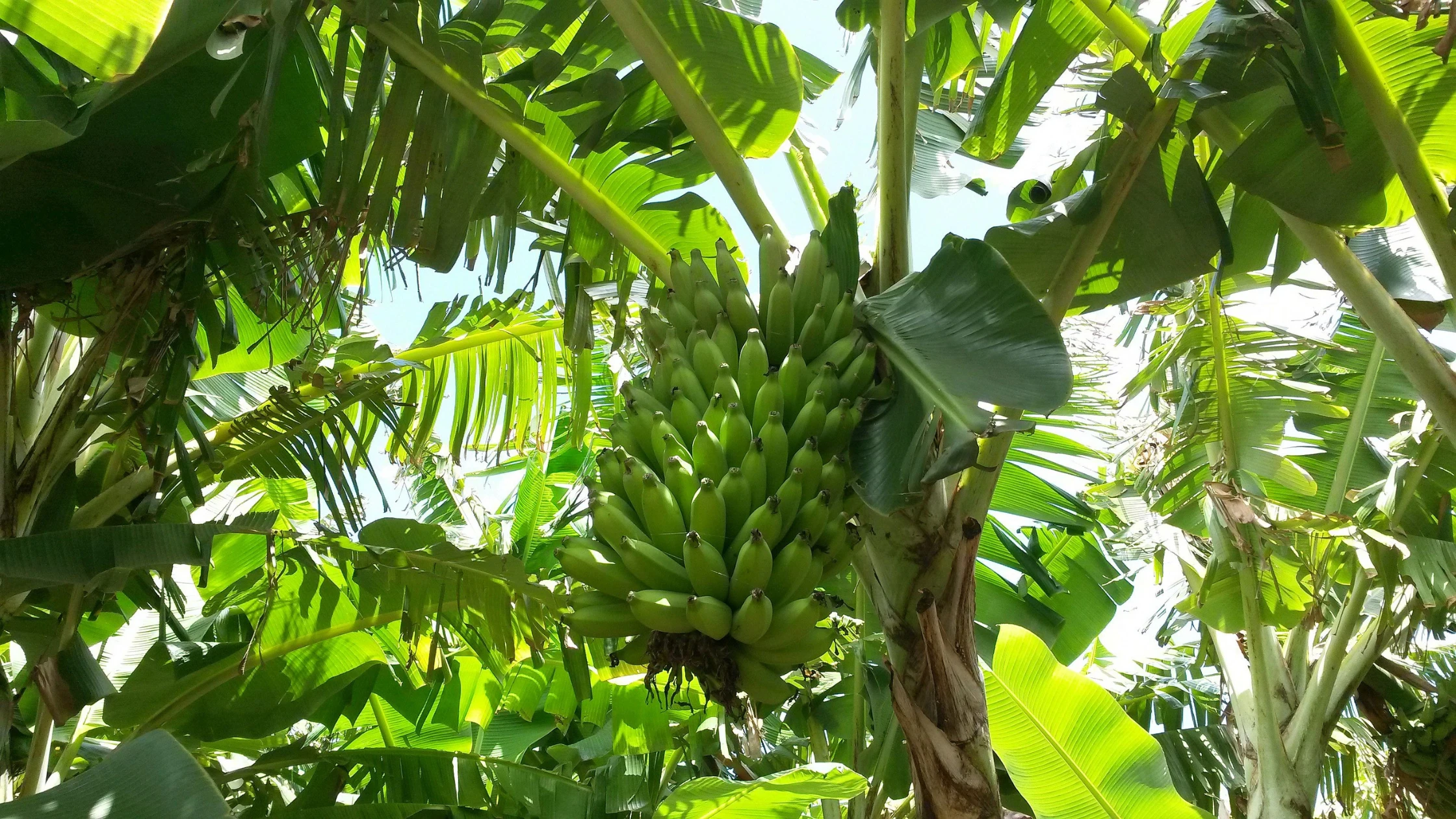 bananas